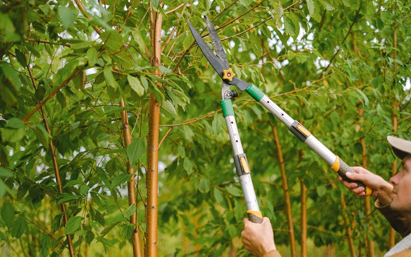 Tree trimming in Magness, AR