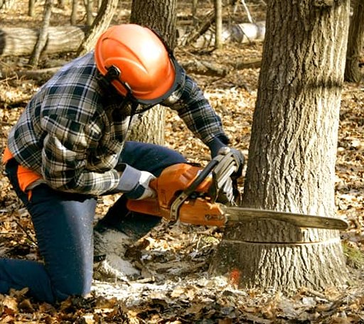 Tree Removal in Magness, AR